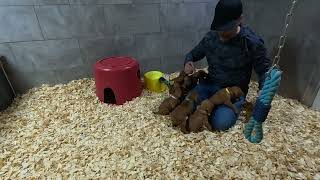 4 week old Vizsla puppies playing Nov 27 Update [upl. by Elnore]