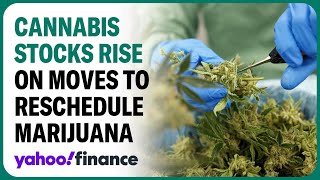 Cannabis stocks rise on report the US will reclassify marijuana [upl. by Orsini]