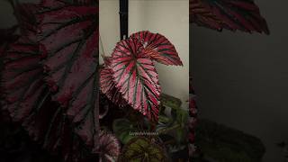 All Begonia  plants houseplants begonia indoorplants plantlover plant [upl. by Nunnery]