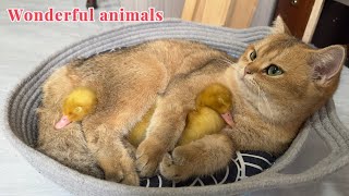 I was moved to tearsThe magical and lovely cat takes care of the duckling as her own child❤️ [upl. by Sondra]