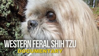 Western Feral Shih Tzu  NATURE DOCUMENTARY [upl. by Sublett942]