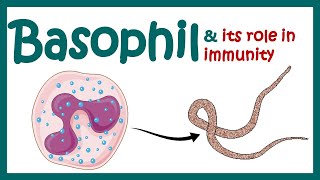 Basophil  Basophils role in immunity  What causes basophils to be high  Basophilia amp Basopenia [upl. by Eresed]