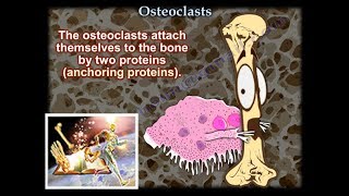 Osteoclasts  Everything You Need To Know  Dr Nabil Ebraheim [upl. by Nirro]