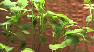 Fastgrowing Brassica plant time lapse [upl. by Kleon]