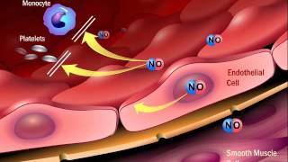 The Role of Angiotensin II in the Process of Atherosclerosis [upl. by Caasi]