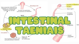 Intestinal Taeniais  Taenia solium  Taenia saginata Life cycle  Lab diagnosis [upl. by Ciapas]