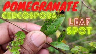 Cercospora Leaf Spot of Pomegranate Identification and Management 1080p 60fps [upl. by Ilehs709]