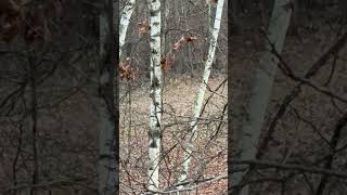 Can you spot the deer whitetails deerhunting [upl. by Assilat]