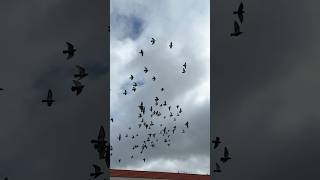 PIGEONS FLYING newsong love pigeon birds sky fly group kabootar trending slowed amazing [upl. by Chafee817]