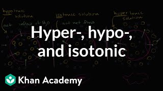 Hypotonic isotonic and hypertonic solutions tonicity  Khan Academy [upl. by Norramic]