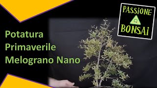 Potatura Bonsai Melograno Nano [upl. by Schulz668]