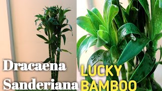 How to care of Dracaena Sanderiana Lucky Bamboo Plant [upl. by Assirat]