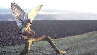 Kestrels Mating While Christmas Snow Still on Ground  Discover Wildlife  Robert E Fuller [upl. by Kipper]