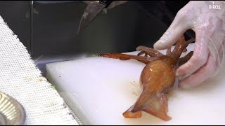 Dancing Squid Sashimi  Japanese Street Food [upl. by Bonaparte]