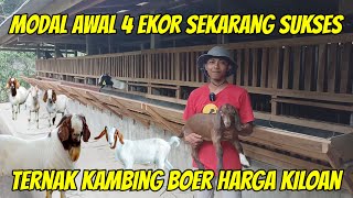 AWAL TERNAK MODAL 4 EKOR KAMBING JAWA SEKARANG SUKSES TERNAK KAMBING BOER KILOAN [upl. by Ylrevaw]