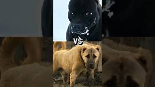 Pitbull vs Kangal Showdown 😈 [upl. by Vikki]