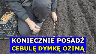 Koniecznie Posadź Cebulę OZIMĄ w Listopadzie Jak sadzić Cebulę Dymkę Ozimą Sadzenie Cebuli Zimowej [upl. by Gratiana781]