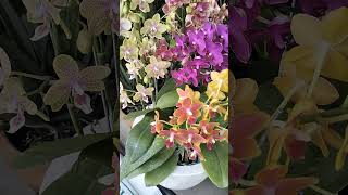 Rangkaian bunga anggrek bulan mini  Orchid Phalaenopsis mini bouquet [upl. by Kiernan]