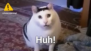 Huh Cat Meme Sound Variations in 60 seconds [upl. by Niala]