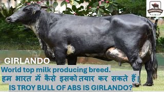 GIRLANDO  high milk producing breed 127 litres of the world Lets know facts about this breed [upl. by Oidgime]