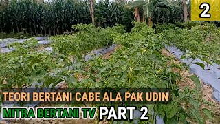 BERTANI CABE ALA PAK UDIN MITRA BERTANICABE LOKAL SULAWESI 3040 HST [upl. by Eemla]