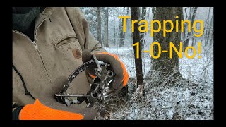 Trapping 10No  Cold Weather  MB550 trap [upl. by Urbai]