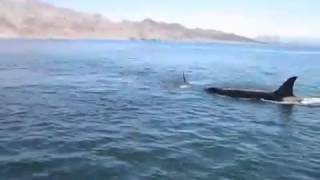 Unsuccessful attempt to save a dolphin wild orcas killed him just in front of people on the boat [upl. by Gaither]