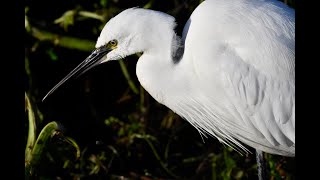 Little Egret Egretta garzetta fishing in a small London park on a December day [upl. by Mahmud776]