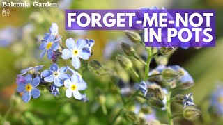 ForgetMeNot Care In Pots  Growth Care Seeds And Afterflowering Care 🌿BG [upl. by Roth]