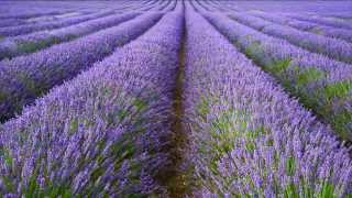 A focus on English Lavender All you need to know about Lavandula angustifolia [upl. by Yelsehc]