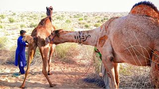 mating camel  2024 [upl. by Haneen358]