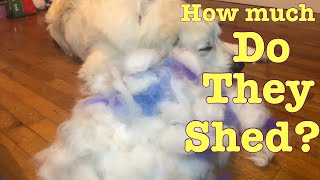 How much do Great Pyrenees shed [upl. by Norbie315]