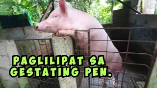 Paglilipat sa Gestating Pen [upl. by Llertac]