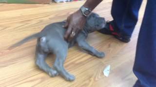 2 month old blue nose bully [upl. by Irrehc]