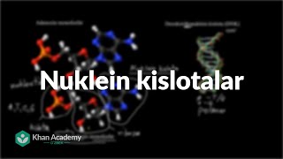 Nuklein kislotalar  Biologiya asoslari  Yuqori sinf biologiyasi [upl. by Aniez189]