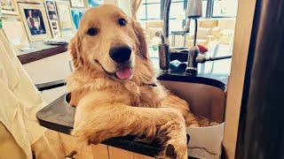 100 Funny Golden Retrievers Dog Videos will make you laugh your HEAD OF 😂 [upl. by Templeton374]