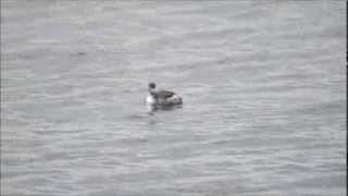 Little Grebe amp Blacknecked Grebe movie [upl. by Howlend]