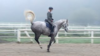 Traversale vorbereiten u lernen  Jungpferd im Reittraining bei Ariane Telgen [upl. by Sudnac314]