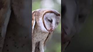 Witness the Graceful Dining Rituals of a Barn Owl viral [upl. by Dihgirb]