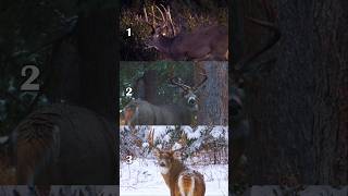 What Saskatchewan Buck Would You Pick HuntSask deerhunting [upl. by Esidnac]