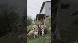 farm life  goat farm  rural Area goat farm [upl. by Arodoet]