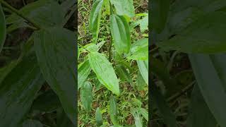 Cinnamomum zeylanicum Nees quế thật gia vị thơm cay ngọt ấm Vị thuốc quý [upl. by Aened]