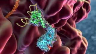 SRP  Signal Recognition Particle binds nascent peptide from ribosome [upl. by Erina]