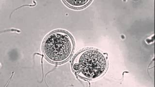 Interacting sperm and egg [upl. by Spindell]