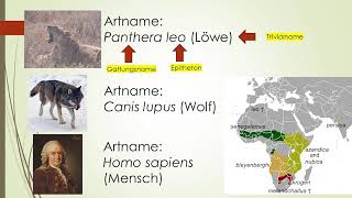 Phylogenetische Systematik Teil 1 Taxonomie Systematik Carl von Linne with english subtitles [upl. by Tia]