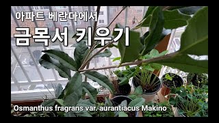 금목서 키우기 Osmanthus fragrans var aurantiacus Makino [upl. by Deppy]