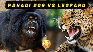 Leopard 🐆 vs Bhotia Dog Gaddi 🐕‍🦺 Fight leopard [upl. by Nordna]