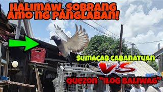 SUMACAB CABANATUAN VS QUEZON  HALIMAW SA LABAN  KARERA NG KALAPATI [upl. by Nekial]