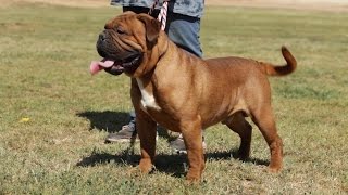 LEAVITT BULLDOGS THE BEST RECREATION OF THE ORIGINAL ENGLISH BULLDOG [upl. by Omik364]