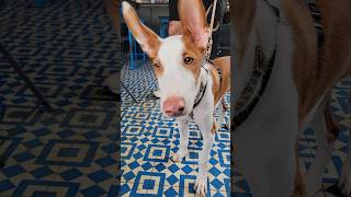 Ibizan Hound [upl. by Hgieleak782]